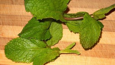 холодный мятный суп-пюре с яблоком и огурцом