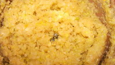 сырный суп с говяжьими ребрами