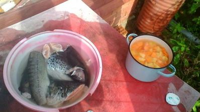 уха из лосося и форели