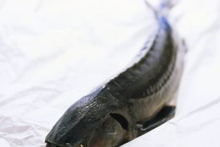 Уха из осетра