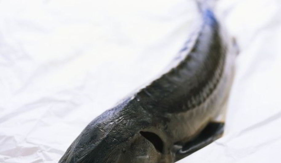 Рецепт ухи из осетра