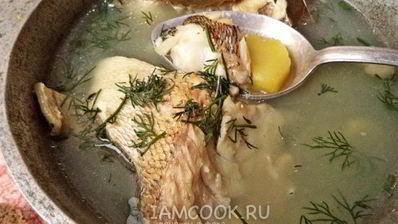 уха из судака по-рыбацки