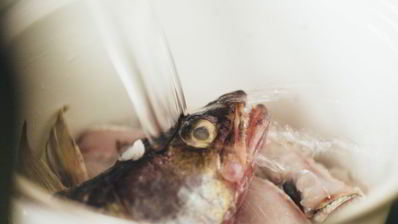 уха из судака