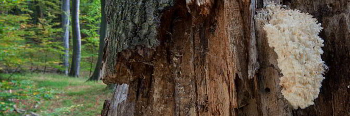 Закуска и суп из грибов оленьих рожек