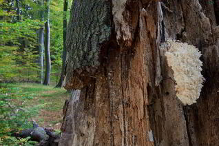 Закуска и суп из грибов оленьих рожек