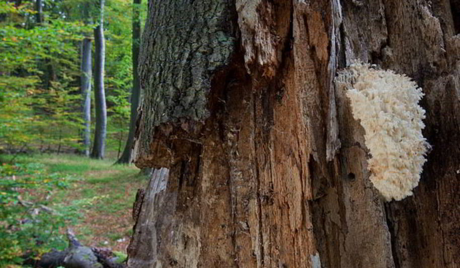 Рецепт закуски и суп из грибов оленьих рожек