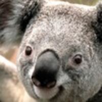 Герман Алла