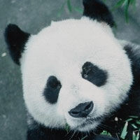 Виктория Гольденберг