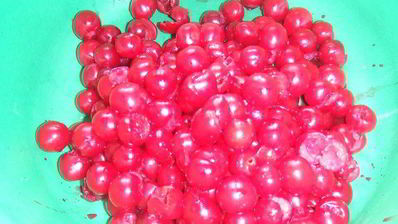 фокачча с вишней xxl