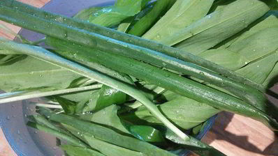 слоеные лепешки на топленом масле с сезонной зеленью