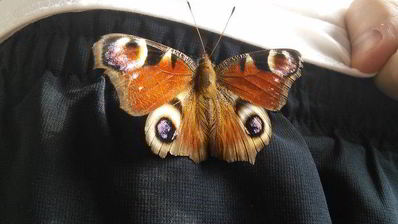 оладушки из мацы