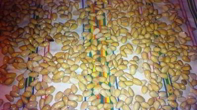 марципановое печенье