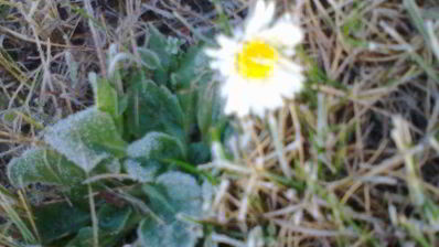 печенье галиюша