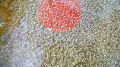 нежный яблочный пирог