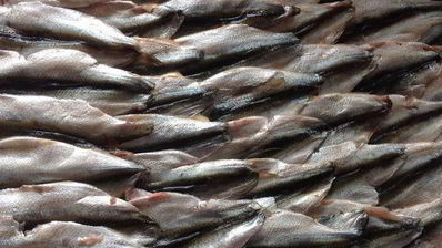 заливной пирог из свежей тюльки