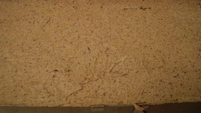 пирожное осенняя симфония