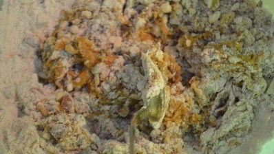 паровые пряники из цельнозерновой муки с медом и фундуком