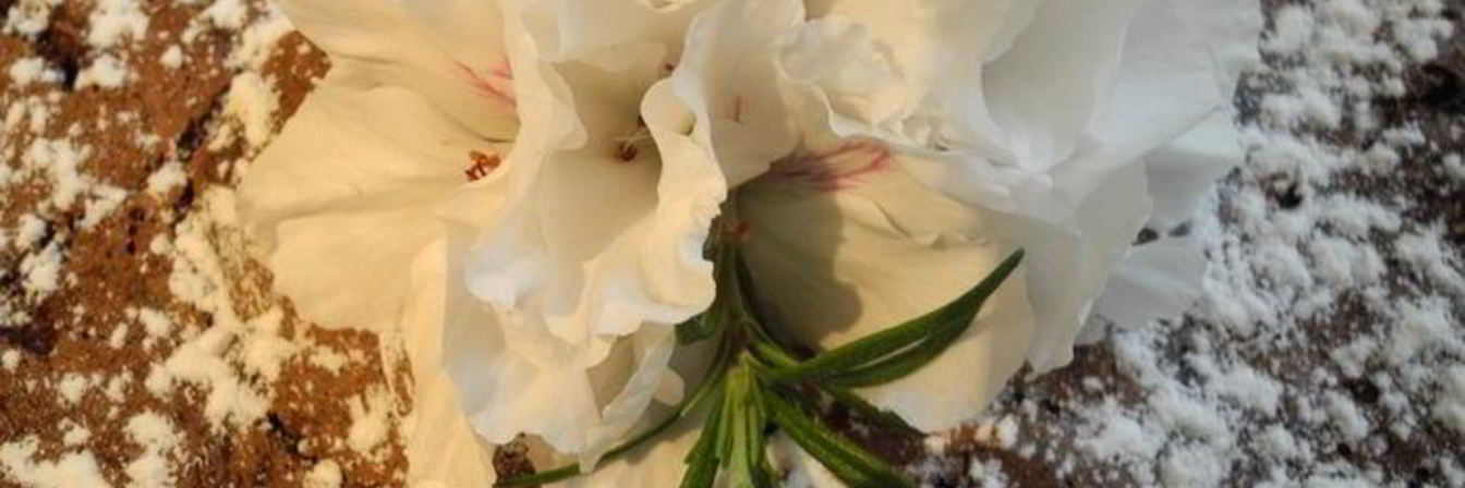 Шоколадная шарлотка с яблоками и пьяной вишней