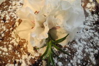 Шоколадная шарлотка с яблоками и пьяной вишней