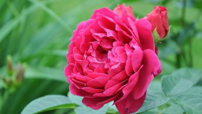 миндальный торт с шоколадным муссом, безе и карамелью