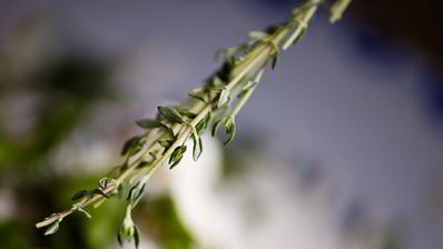 соленые сырники с аджикой