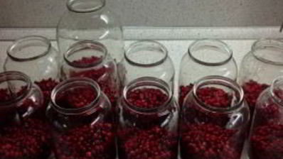 компот из брусники на зиму