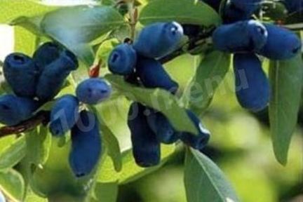 Компот из жимолости на зиму