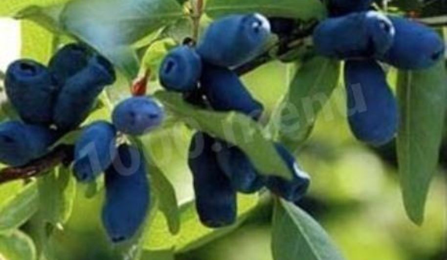 Рецепт компота из жимолости на зиму