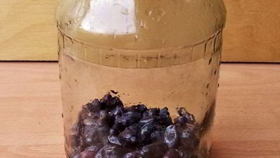 компот из жимолости