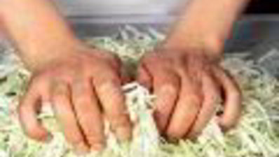 квашеная капуста