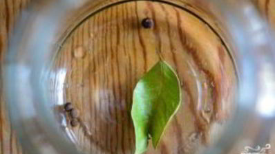 капуста, маринованная в рассоле