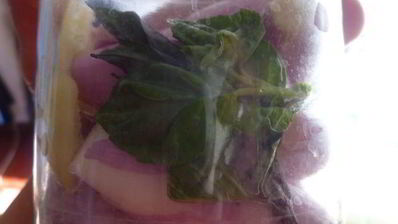 маринованный лук с перцем и базиликом