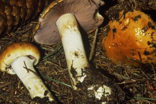 Маринованный желтый паутинник