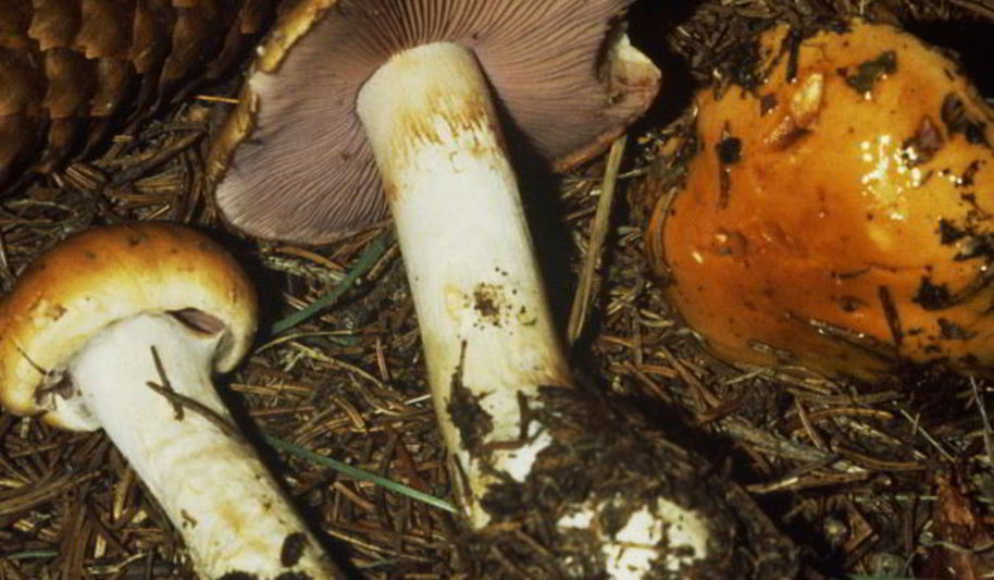 Рецепт маринованного желтого паутинника