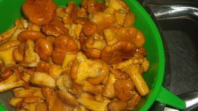 маринованные лисички