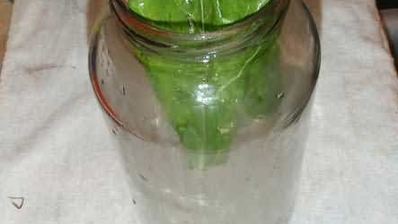 маринованные огурчики