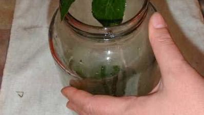 маринованные огурчики