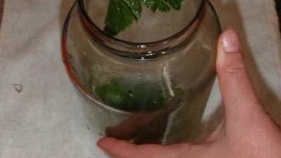 маринованные огурчики