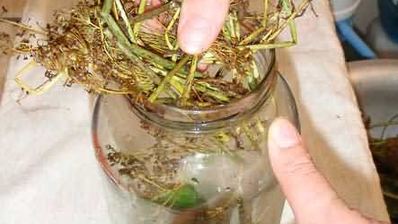 маринованные огурчики