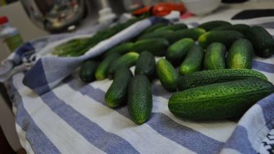 маринованные огурцы на зиму