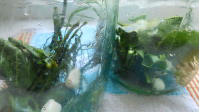 маринованные огурцы с семенами горчицы