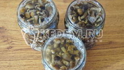 маринованные опята малыши в банке