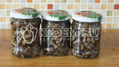 маринованные опята малыши в банке