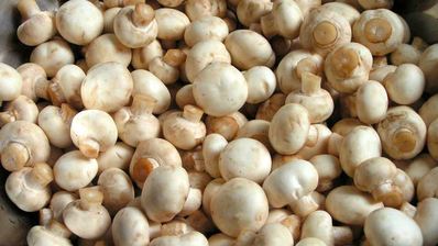 маринованные шампиньоны, закрытые на зиму