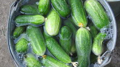 огурцы маринованные