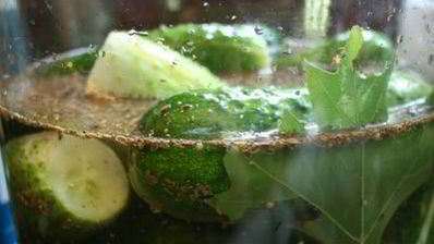 огурцы холодным способом на зиму