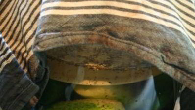 огурцы холодным способом на зиму