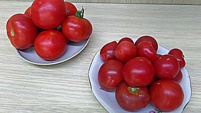 помидоры в собственном соку пальчики оближешь на зиму