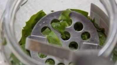 щавель на зиму в банках