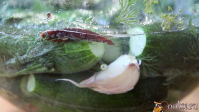 малосольные огурцы в минеральной воде на зиму